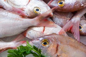 Vela ingrosso commercio prodotti ittici ristorazione vendita al dettaglio pescherie pesce azzurro mar ligure frutti di mare allevamento congelato