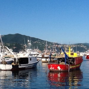 Vela ingrosso commercio prodotti ittici ristorazione vendita al dettaglio pescherie pesce azzurro mar ligure frutti di mare allevamento congelato
