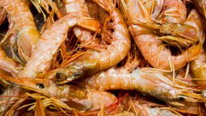 Vela ingrosso commercio prodotti ittici ristorazione vendita al dettaglio pescherie pesce azzurro mar ligure frutti di mare allevamento congelato