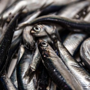 Vela ingrosso commercio prodotti ittici ristorazione vendita al dettaglio pescherie pesce azzurro mar ligure frutti di mare allevamento congelato