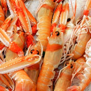 Vela ingrosso commercio prodotti ittici ristorazione vendita al dettaglio pescherie pesce azzurro mar ligure frutti di mare allevamento congelato