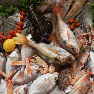 Vela ingrosso commercio prodotti ittici ristorazione vendita al dettaglio pescherie pesce azzurro mar ligure frutti di mare allevamento congelato