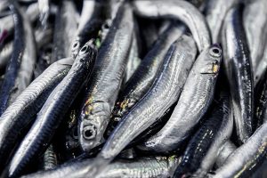 Vela ingrosso commercio prodotti ittici ristorazione vendita al dettaglio pescherie pesce azzurro mar ligure frutti di mare allevamento congelato