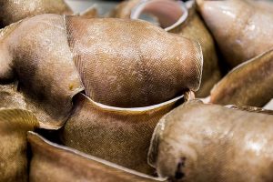 Vela ingrosso commercio prodotti ittici ristorazione vendita al dettaglio pescherie pesce azzurro mar ligure frutti di mare allevamento congelato