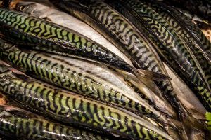 Vela ingrosso commercio prodotti ittici ristorazione vendita al dettaglio pescherie pesce azzurro mar ligure frutti di mare allevamento congelato