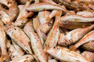 Vela ingrosso commercio prodotti ittici ristorazione vendita al dettaglio pescherie pesce azzurro mar ligure frutti di mare allevamento congelato