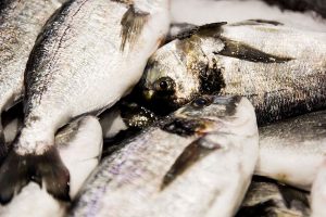 Vela ingrosso commercio prodotti ittici ristorazione vendita al dettaglio pescherie pesce azzurro mar ligure frutti di mare allevamento congelato