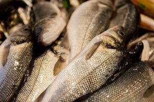 Vela ingrosso commercio prodotti ittici ristorazione vendita al dettaglio pescherie pesce azzurro mar ligure frutti di mare allevamento congelato