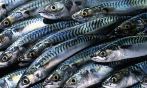 Vela ingrosso commercio prodotti ittici ristorazione vendita al dettaglio pescherie pesce azzurro mar ligure frutti di mare allevamento congelato sgombro