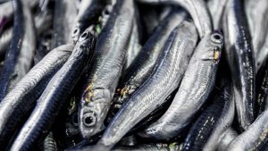 Vela ingrosso commercio prodotti ittici ristorazione vendita al dettaglio pescherie pesce azzurro mar ligure frutti di mare allevamento congelato