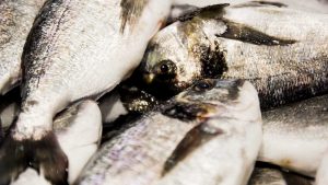 Vela ingrosso commercio prodotti ittici ristorazione vendita al dettaglio pescherie pesce azzurro mar ligure frutti di mare allevamento congelato