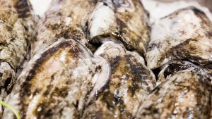 Vela ingrosso commercio prodotti ittici ristorazione vendita al dettaglio pescherie pesce azzurro mar ligure frutti di mare allevamento congelato