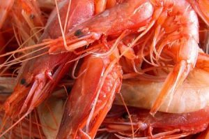 Vela ingrosso commercio prodotti ittici ristorazione vendita al dettaglio pescherie pesce azzurro mar ligure frutti di mare allevamento congelato gamberoni