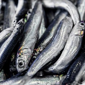 Vela ingrosso commercio prodotti ittici ristorazione vendita al dettaglio pescherie pesce azzurro mar ligure frutti di mare allevamento congelato