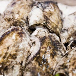 Vela ingrosso commercio prodotti ittici ristorazione vendita al dettaglio pescherie pesce azzurro mar ligure frutti di mare allevamento congelato