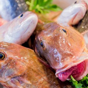 Vela ingrosso commercio prodotti ittici ristorazione vendita al dettaglio pescherie pesce azzurro mar ligure frutti di mare allevamento congelato