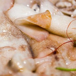 Vela ingrosso commercio prodotti ittici ristorazione vendita al dettaglio pescherie pesce azzurro mar ligure frutti di mare allevamento congelato