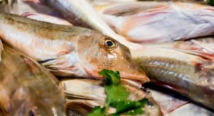 Vela ingrosso commercio prodotti ittici ristorazione vendita al dettaglio pescherie pesce azzurro mar ligure frutti di mare allevamento congelato